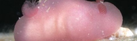 雲見調査　カスミハラックサウミウシ紫バージョン