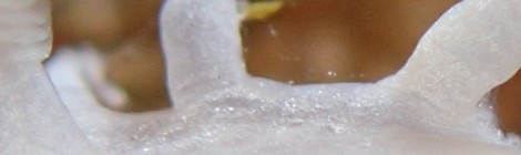 2013.4.12 TG‐2でウミウシを撮る　その３　外付ストロボ