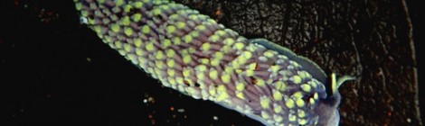 2013.5.19 カスミミノウミウシ属の一種 Cerberilla sp