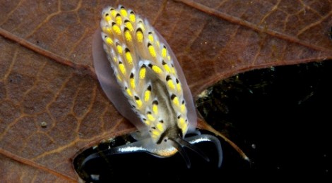 2014.2.1 カスミミノウミウシ Cerberilla asamusiensis Baba, 1940