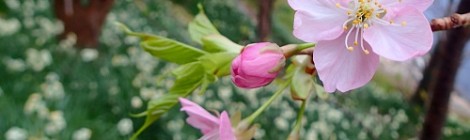 2014.2.4 大瀬に行く途中の河津桜が開花しました