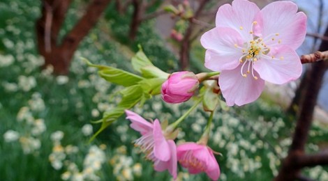 2014.2.4 大瀬に行く途中の河津桜が開花しました