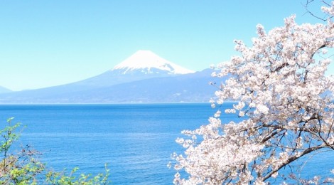 2014.3.31 最高の桜日和でした