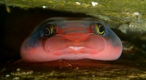 2014.5.5  衝撃的なツルウバウオの正面顔