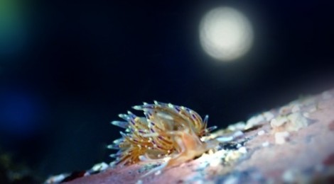 2015.1.4  There's a moon over Seaslug Street tonight.