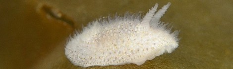 2015.2.27 Onchidoris depressa (Alder&Hancock,1842)