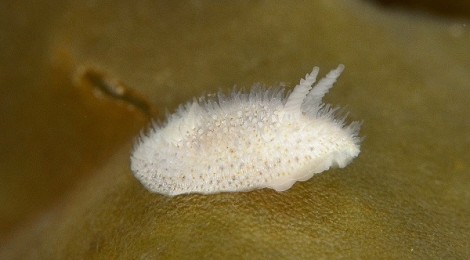 2015.2.27 Onchidoris depressa (Alder&Hancock,1842)