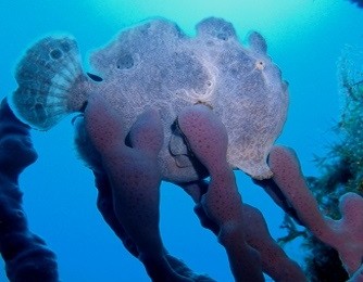 2015.8.13 オオモンカエルアンコウ　気持ち良い海です