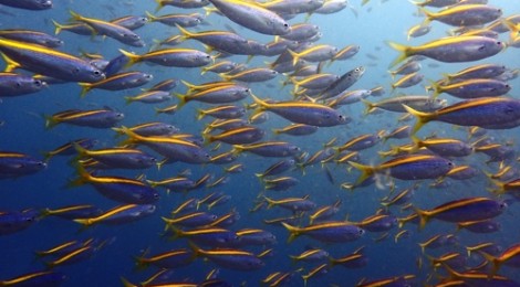 2015.10.8 　タカベの群れ、青い海と空、ウミウシ31種