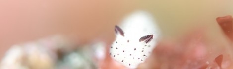2016.12.26 白いゴマフビロードウミウシ