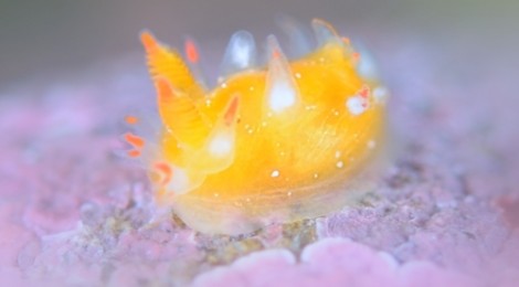 2018.4.4 超可愛いヒメエダウミウシちびっこ