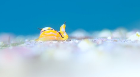 2018.7.31 クロフチウミコチョウ青抜き　ボブサンのペア