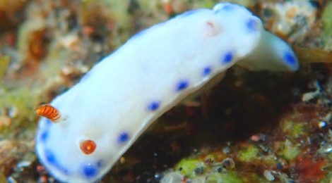 2018.10.10 アオウミウシ属の一種