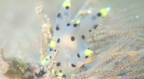 2018.11.16 ツノザヤウミウシ登場＼(^_^)／テンガイハタ幼魚