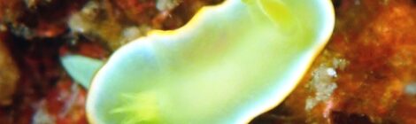 サフランイロウミウシ極小、プラキダ・バラクオバマイ