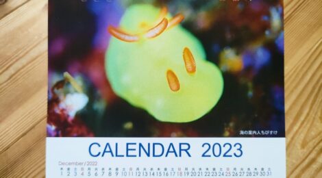ちびすけウミウシカレンダー2023配布開始