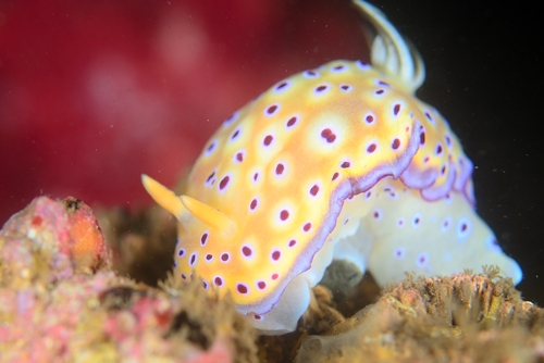 ウチウミタクオ様 ホンダ（HONDA）1996年 Live Dio ZX・マイナーチェンジのカタログ情報