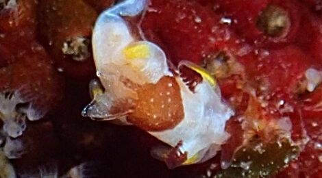 「ちょびひげ」ツガルウミウシ属の一種