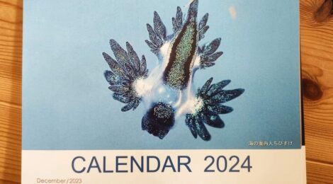 2024年ちびすけウミウシカレンダー配布開始！