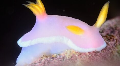 ひさしぶりのラベンダー