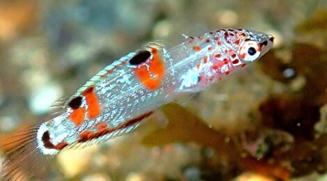 カンムリベラの幼魚も！ウミウシナイト募集中