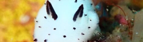 白ゴマ、ウサギトラギス求愛