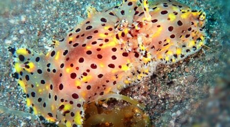 ヒカリウミウシ