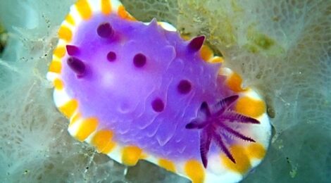 マクロパス、白ゴマ、オセホク、ボブサン、アヤトリカクレエビ