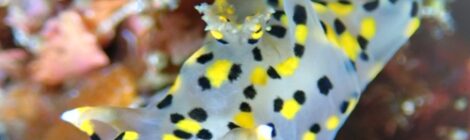 ミズタマ、マクロパス、白ゴマ黄ゴマ、オセホク