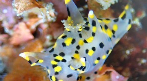 ミズタマ、マクロパス、白ゴマ黄ゴマ、オセホク