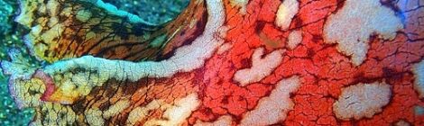 ゾウアメフラシ、人気種そろい踏み