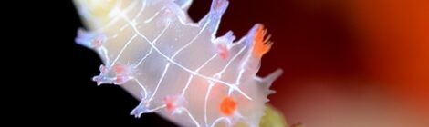 可愛いウミウシ増量中