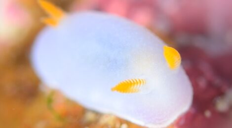 シラウメウミウシ