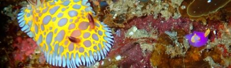 ボブサンウミウシとムラサキウミコチョウ、ゾウアメフラシ