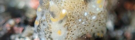 ガヒミズタマウミウシ