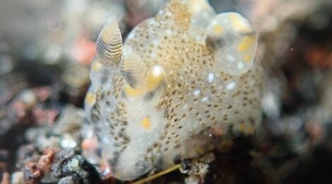 ガヒミズタマウミウシ