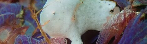 ウミウシもカエルもいっぱい
