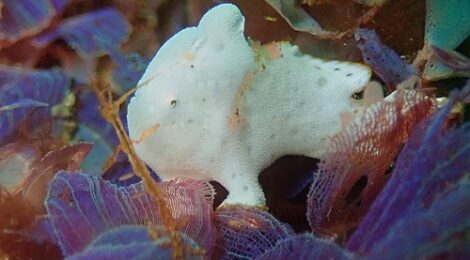 ウミウシもカエルもいっぱい