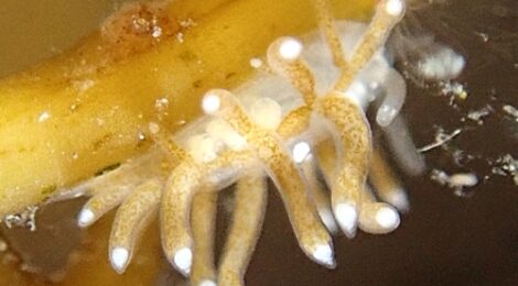 ネギシミノウミウシ、イトクズミノウミウシ