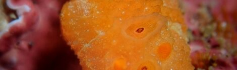ピコチシオウミウシ