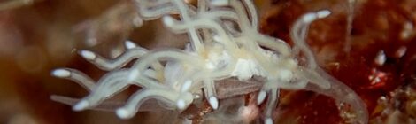 イトクズウミウシほか40種 面白い!