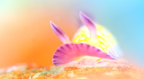 ボブサンウミウシ多し。ピンク系も増えています