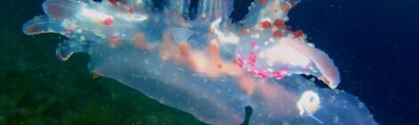 ヤマトメリベ遭遇！