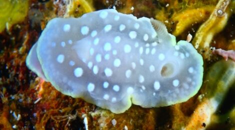 シロシキブイロウミウシ オセザキホクヨウ三色盛り