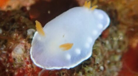 シラウメウミウシ