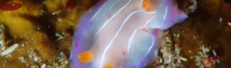 イロウミウシ科の一種登場！キイロセンヒメウミウシ健在