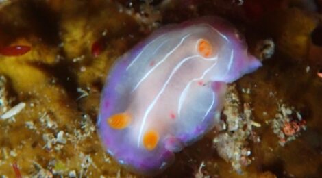 イロウミウシ科の一種登場！キイロセンヒメウミウシ健在