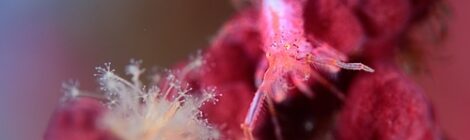ピンクのドロノミ、おせほく、ボブサン、サガミリュウグウ