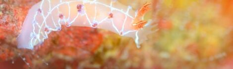 オセザキホクヨウウミウシ