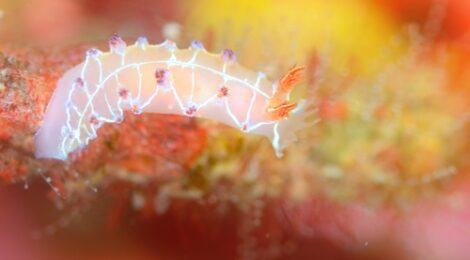 オセザキホクヨウウミウシ